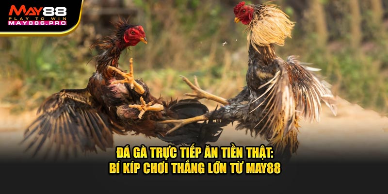 da-ga-truc-tiep-an-tien-that-bi-kip-choi-thang-lon-tu-may88