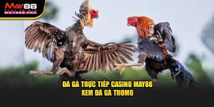 da-ga-truc-tiep-casino-may88-xem-da-ga-thomo