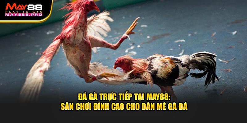 da-ga-truc-tiep-tai-may88-san-choi-dinh-cao-cho-dan-me-ga-da